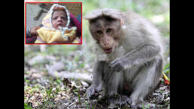 Agra: 12-day-old baby snatched and killed by monkey