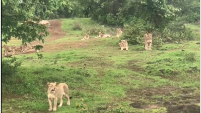 CDV Virus: Video of vaccinated Gir lions goes viral on social media