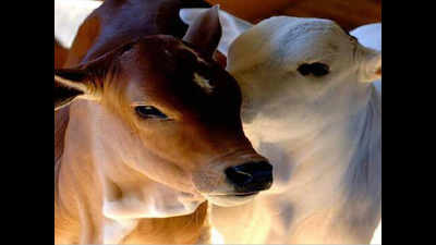 Cattle in Karnataka to get digital chip ear implants