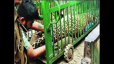 Maneater leopard shot dead in Bageshwar