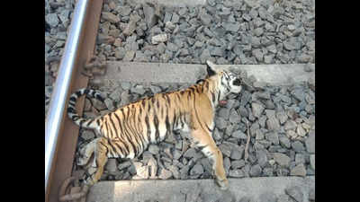 Maharashtra: Speeding train knocks 2 tiger cubs dead