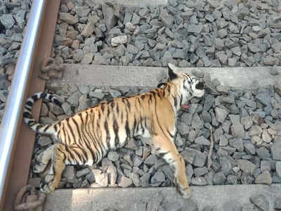 Maharashtra: Speeding train knocks 2 tiger cubs dead | Nagpur News - Times  of India