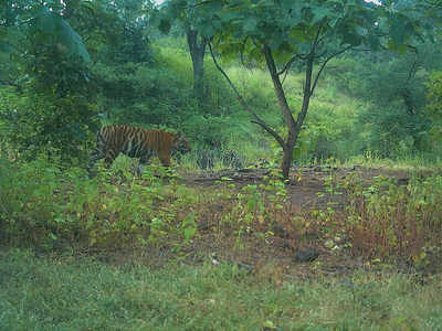 Cubs of Tigress Avni, shot for killing 13, spotted