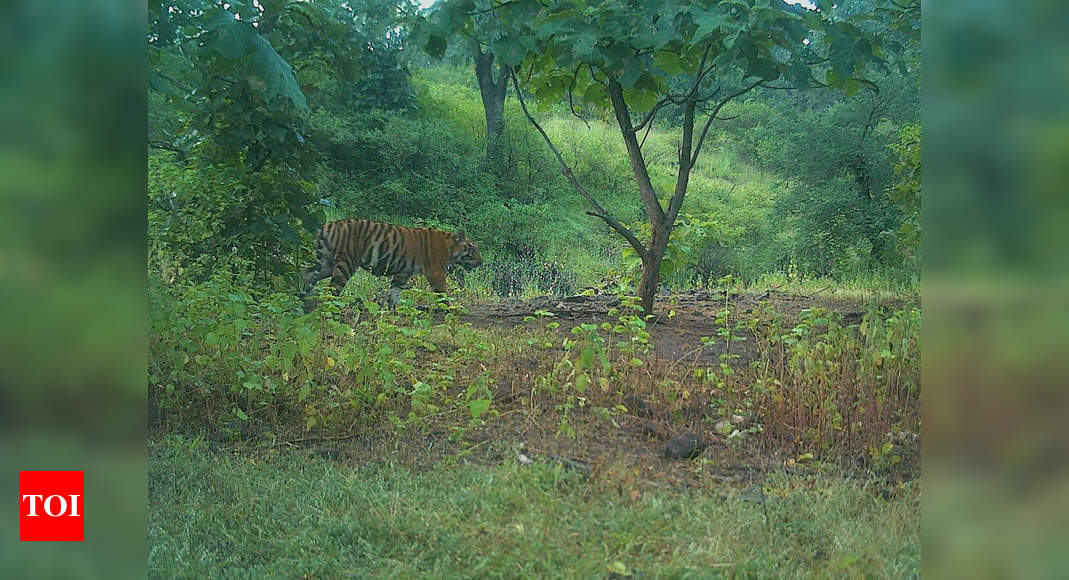 Cubs of Tigress Avni, shot for killing 13, spotted | India News - Times ...