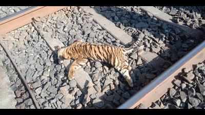 3 tiger cubs mowed down by speeding train