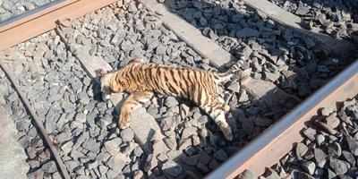 3 tiger cubs mowed down by speeding train | Nagpur News - Times of India