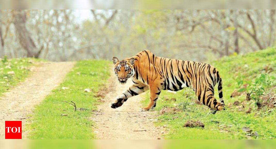 Killings Of T1 Killings Of T1 Up Tiger Kick Up Global Controversies Nagpur News Times Of India 1243