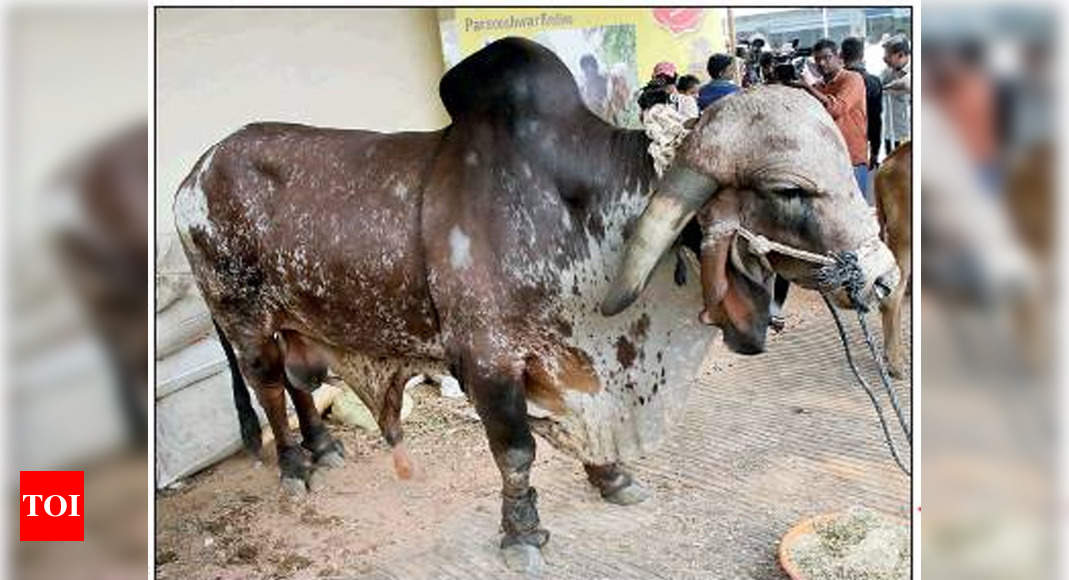 This Gir bull is in great demand for its seed | Bengaluru News