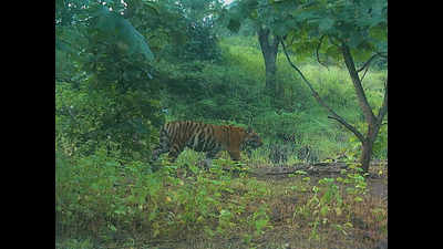 Tigress Avni's cubs lured with voice recording, both sighted