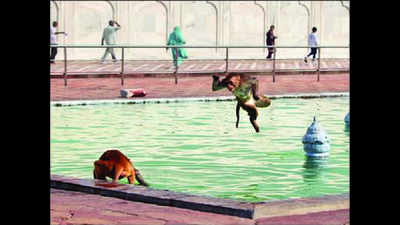 Agra’s monkey menace: Etched in marble, cast in stone