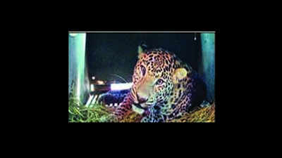 Injured leopard found near Agra fort dies