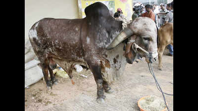 Star attraction at the Krishi Mela in Bengaluru was a big Gir bull