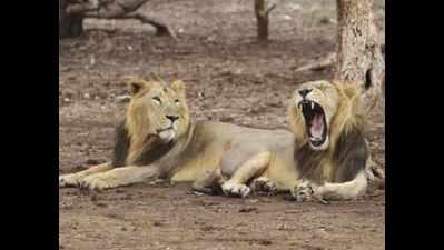 Gujarat: Gir lions move out of the jungle