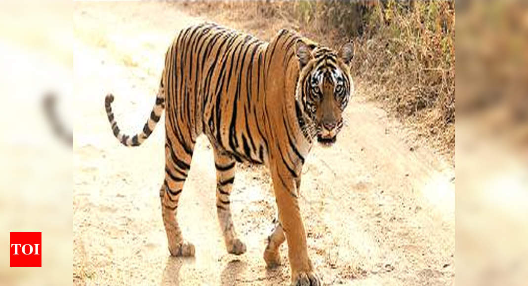 No tiger safaris at RNP for a week due to stir | Jaipur News - Times of ...