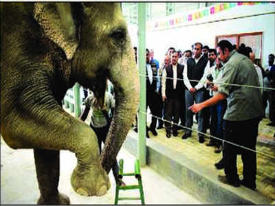 In jumbo push, India gets its 1st hospital for elephants in Mathura | Agra  News - Times of India