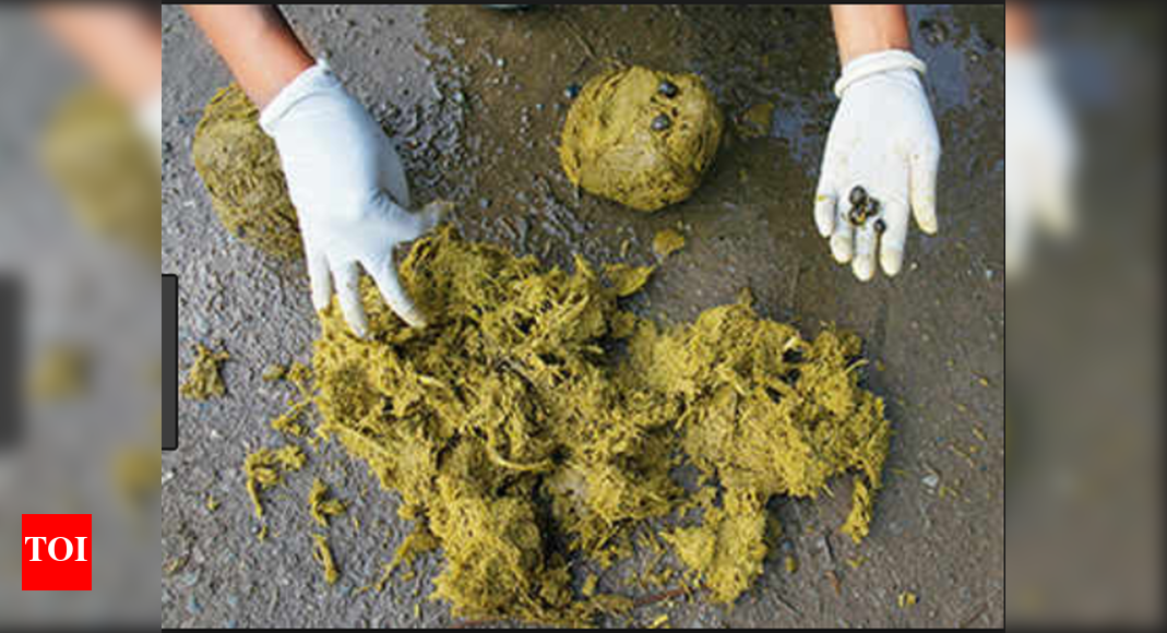 Soon, poop could be available as fuel Times of India