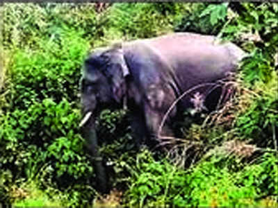 47 killed in Uttarakhand due to man-animal conflict this year