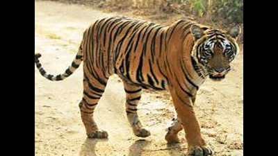 Madhya Pradesh tigress gasping for life in Odisha
