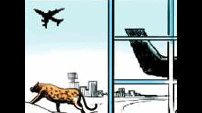 Panic as leopard checks into airport, campuses