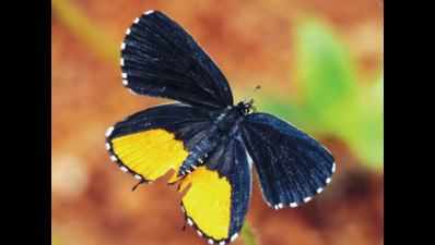 At Delhi’s Asola Bhatti, anomalies in butterfly patterns leaves enthusiasts in a fix