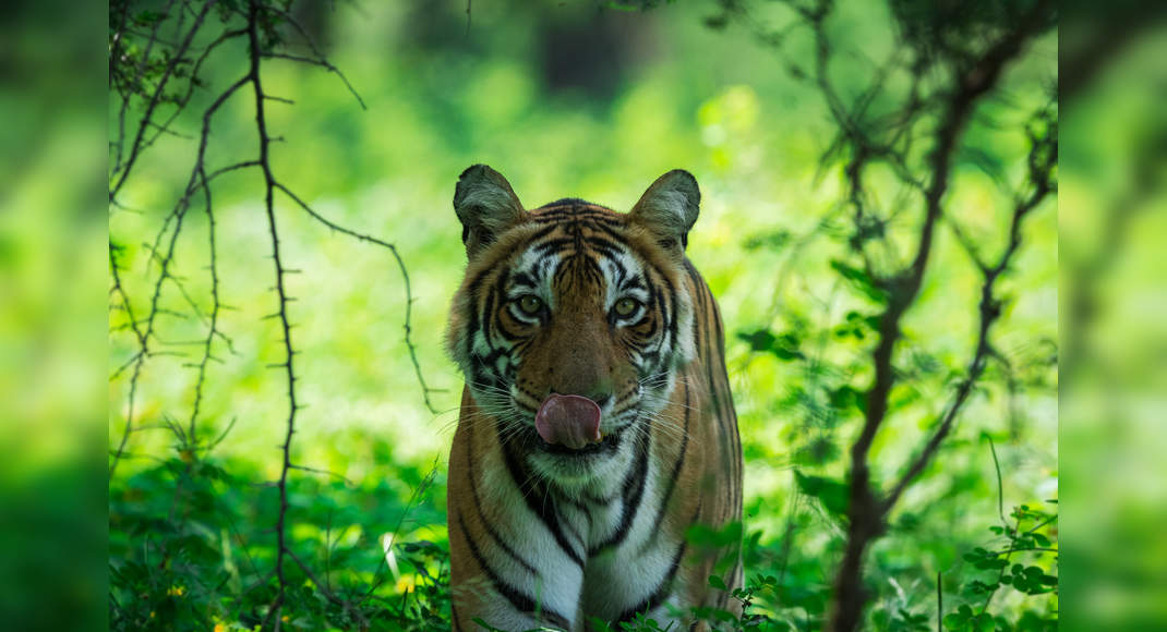 Tiger safari resumes at Ranthambore National Park | Times of India Travel