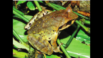 4 new frog species found in Northeast after 14-year study