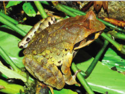 4 new frog species found in Northeast after 14-year study