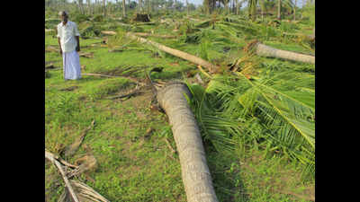 TNAU to give coconut saplings to farmers