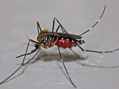 Kolkata: This year, 80% had deadly dengue-II