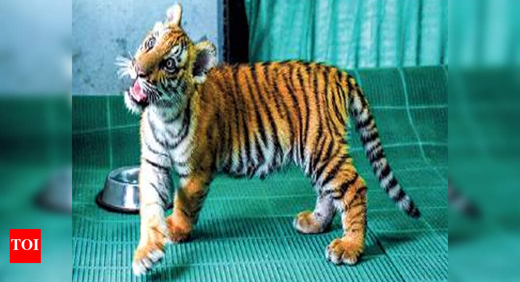 Wildlife: Hand-reared tiger cub too shy for zoo visitors | Chennai News ...