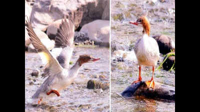 Duck of Ladakh snows visits Tricity after 16 winters
