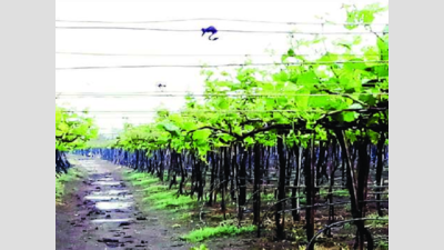 Untimely rain damages grape crop in Sangli