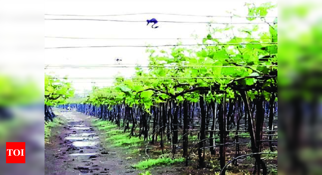 Untimely rain damages grape crop in Sangli | Kolhapur News - Times of India