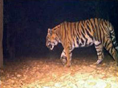 Royal bengal tiger found dead in West Bengal's Lalgarh