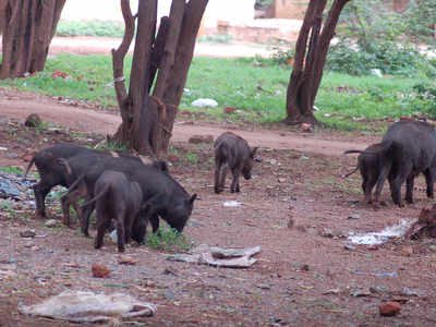 Government allows wild pig culling in Uttarakhand for year