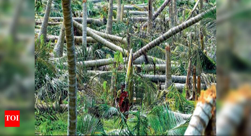 Cyclone Gaja made four lakh homeless in Tamil Nadu | Chennai News ...