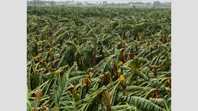 Cyclone Gaja destroyed banana plants on 20,000 acres of land in TN and ...