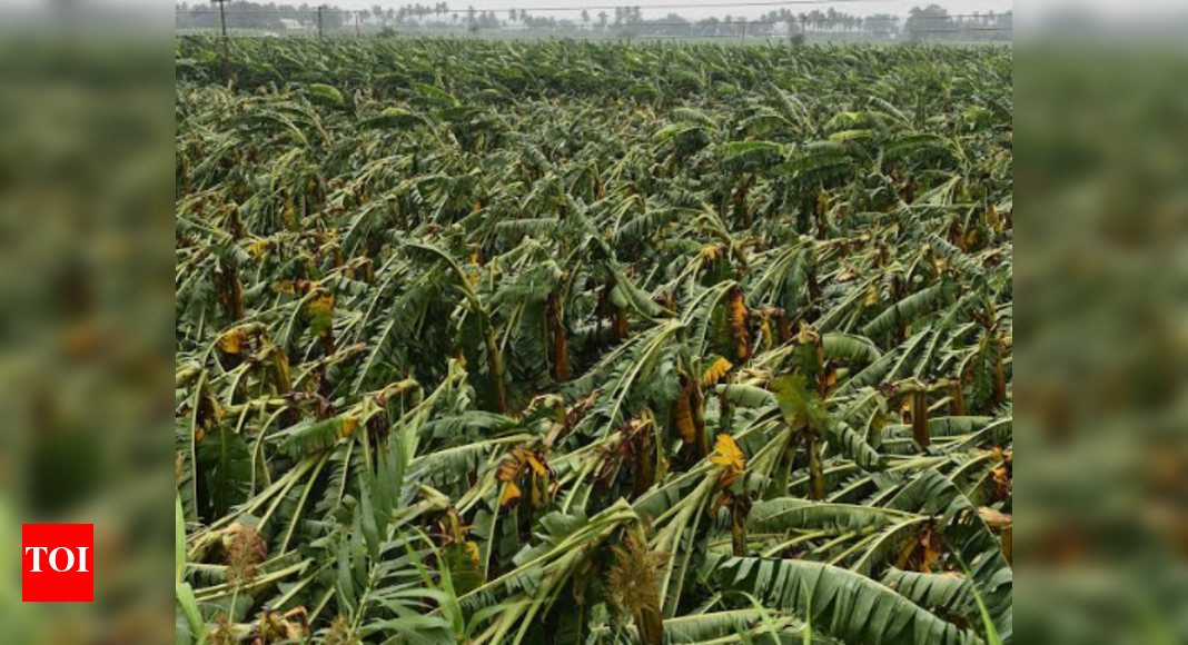 Cyclone Gaja destroyed banana plants on 20,000 acres of land in TN and ...