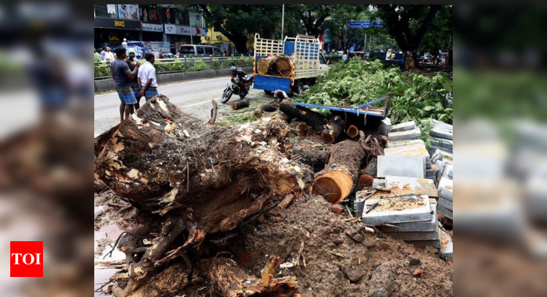 T Nagar loses 50-year-old tree | Chennai News - Times of India