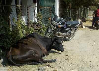 Eye opener for COW protectors ! - Times of India