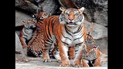 Gujarat: Tiger safari at Tilakwada approved