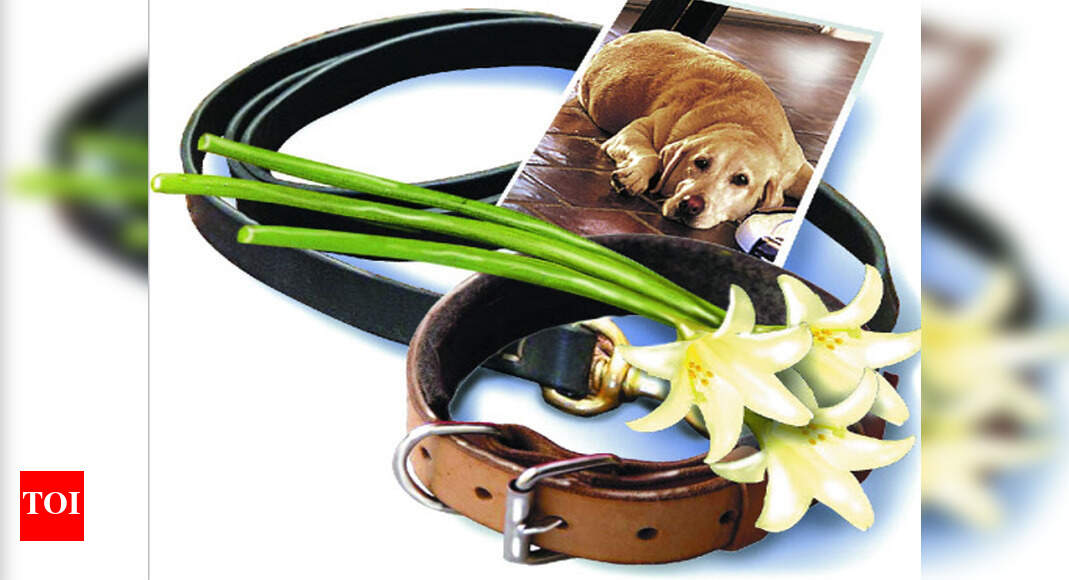 pets get a dignified cremation 1,200 pets get a dignified