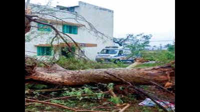 TNPL plans to procure wood from cyclone-affected farmers