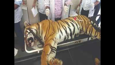 Maharashtra loses 16 tigers in 11 months