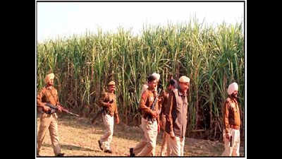 Police launch search operation in Pathankot after farmer reports 4 suspicious men