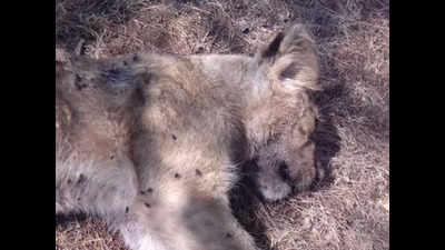 Gujarat: 2 lion cubs found dead in Gir, infighting suspected