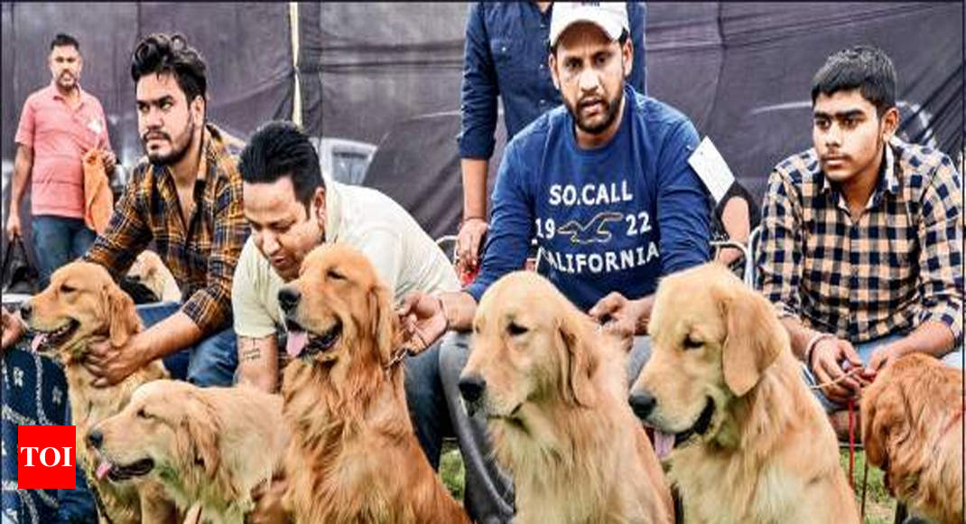 Ray of hope: Tricity residents take home 10 canines up for adoption at dog  show | Chandigarh News - Times of India