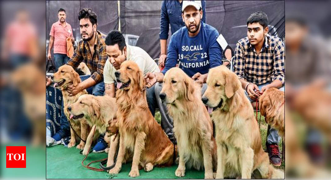 Ray of hope: Tricity residents take home 10 canines up for adoption at dog  show | Chandigarh News - Times of India