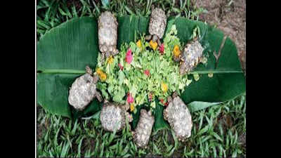 Tortoises smuggled to Singapore rescued, flown back to Karnataka
