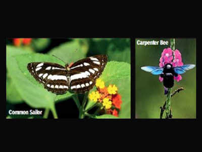 Zoo metamorphosis: Butterfly park takes wing | Mumbai News - Times of India